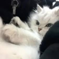 وہاب ریاض avatar