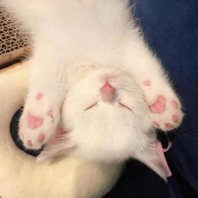 منشا پاشا avatar