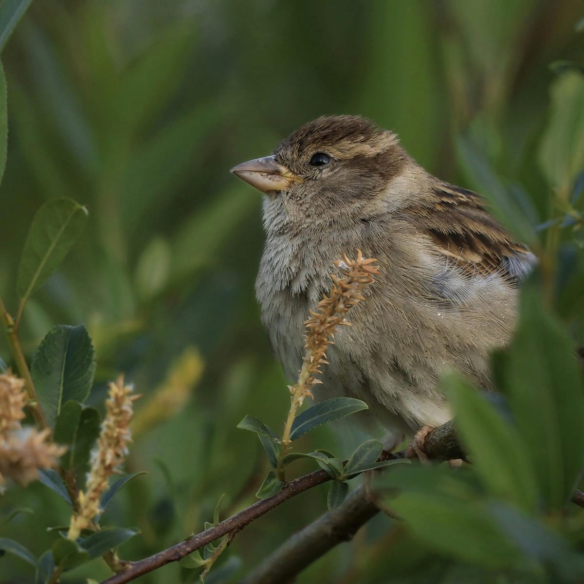 ارشد اقبال avatar